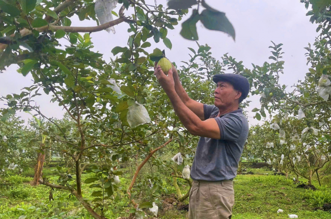 Vô vườn nhà một ông nông dân Nghệ An cắn quả ổi lê Đài Loan, ngọt tận chân răng, hé lộ bí quyết bất ngờ