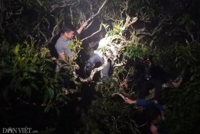 Đang đêm chen chân soi đèn leo cây hái chè 'nghìn đô' ở cổng trời