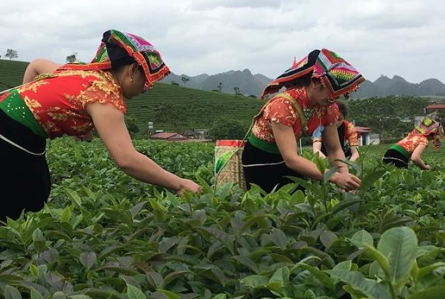 Những cô gái xinh như mộng thi hái chè trên cao nguyên Mộc Châu