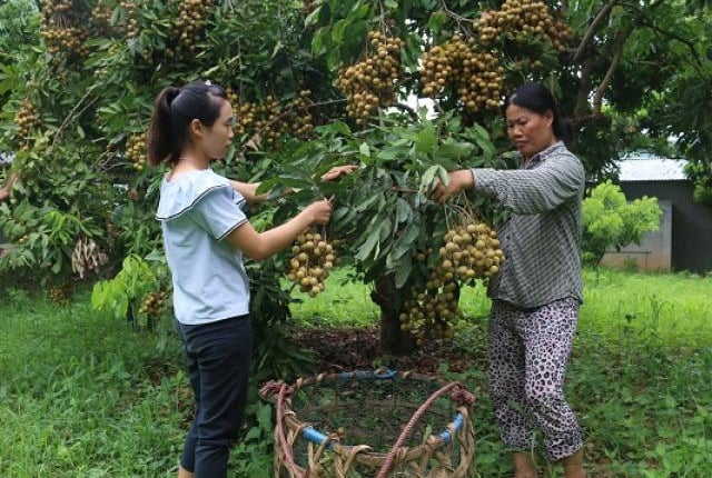 Lại thêm hàng trăm cán bộ khuyến nông Sơn La có nguy cơ mất việc