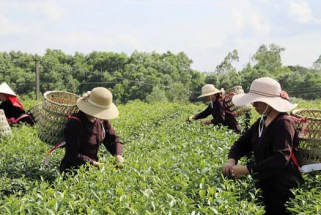 Về Hải Hà xem thiếu nữ hái chè khéo, nhanh như máy trong ngày hội