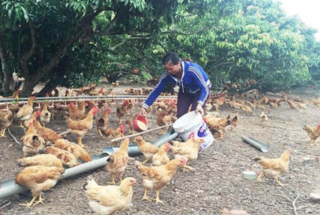 Chăn nuôi gà theo hướng VIETGAHP, bảo đảm môi trường