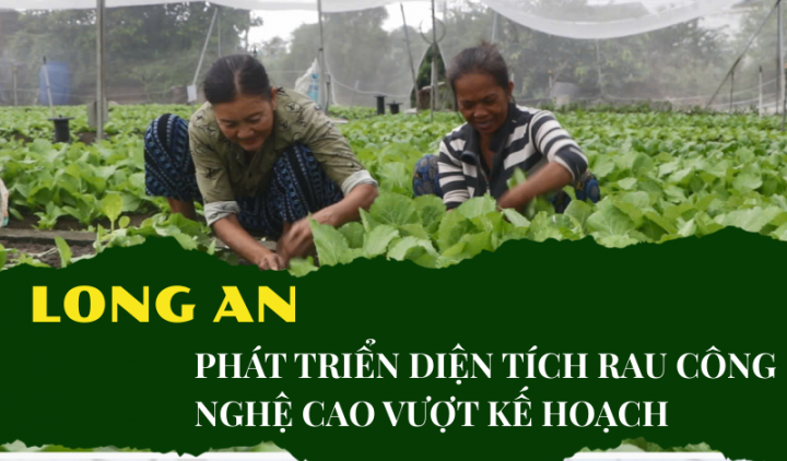 Tỉnh Long An phát triển vượt kế hoạch diện tích trồng rau công nghệ cao 