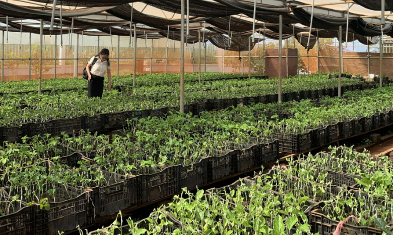 EVFTA: Áp lực và triển vọng chuyên nghiệp cho nông nghiệp Gia Lai