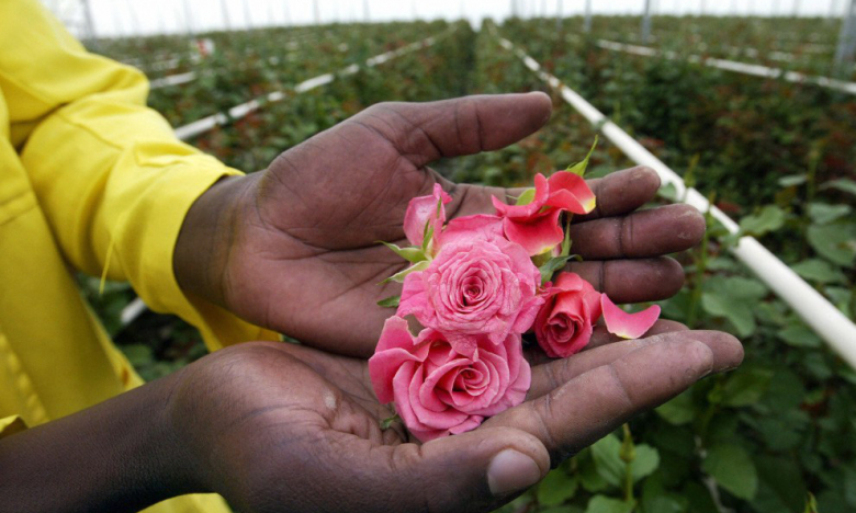 Chuyến hành trình tham quan 'Thiên đường hoa hồng' tại Kenya