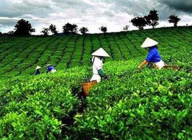 Vừa “về đội” Vinamilk, cổ phiếu GTN bị đưa vào diện kiểm soát