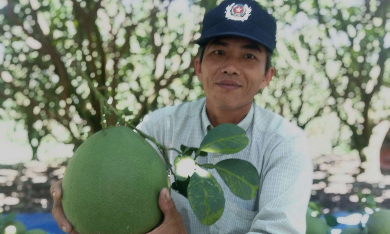 Chăm bưởi trong khu vườn khủng của ông chủ Vinasun, được chia thưởng hàng trăm triệu, tặng cả xe SH