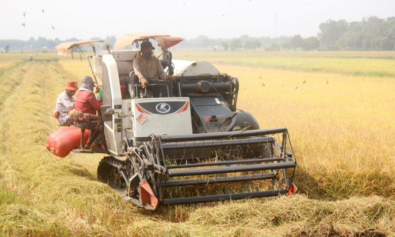 Cổ phiếu ngành gạo kỳ vọng “bứt phá” với những ưu đãi thuế quan từ các FTA