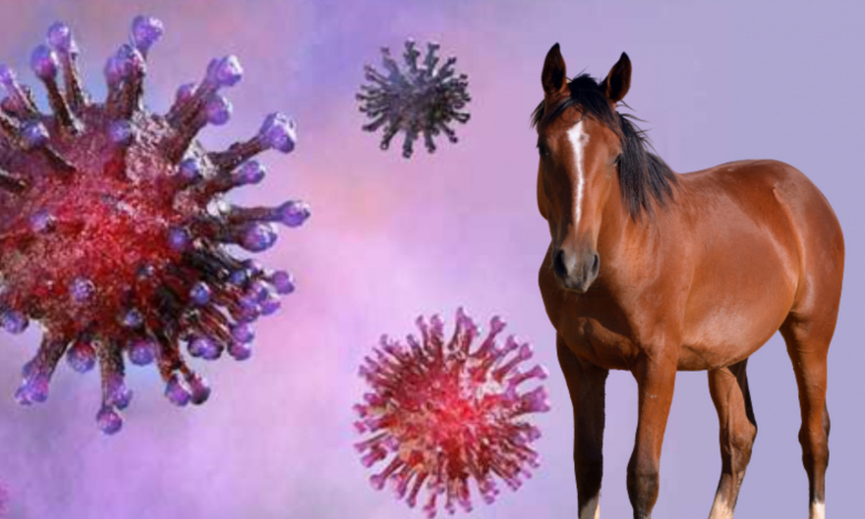 Các nhà nghiên cứu phát hiện ngựa nhiễm một chủng virus Corona
