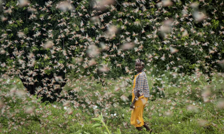 Kinh hoàng cảnh châu chấu hoành hành tàn phá hoa màu ở Kenya