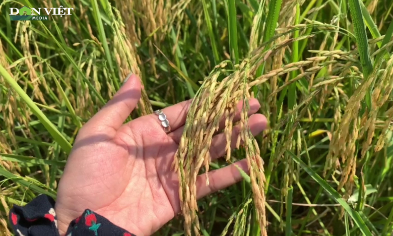 Đưa giống lúa ST24 ngon nhất nhì thế giới về trồng ruộng nhà, nông dân Hà Tĩnh được mùa bội thu