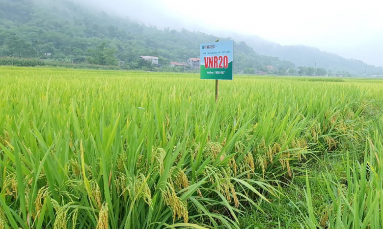 Hòa Bình: Cấy lúa VNR 20, nông dân phấn khởi nhìn ruộng đẹp như tranh, năng suất cao hơn 15%
