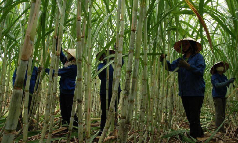 Cổ phiếu tăng 21,6% sau 3 phiên, LSS muốn bán toàn bộ 2,35 triệu cổ phiếu quỹ

