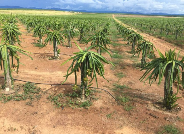 Sau thông tin Thagrico dừng góp vốn, hơn 30 triệu cổ phiếu HNG bị chất bán giá sàn