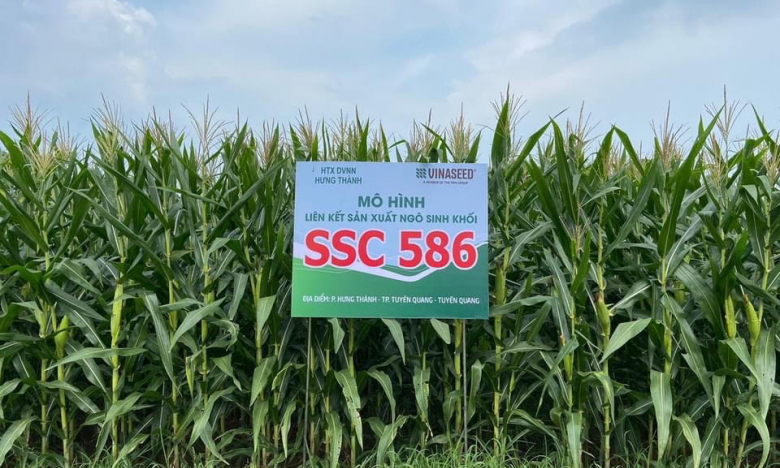 Giống ngô sinh khối SSC 586 có gì đặc biệt mà nông dân Tuyên Quang quyết mở rộng diện tích