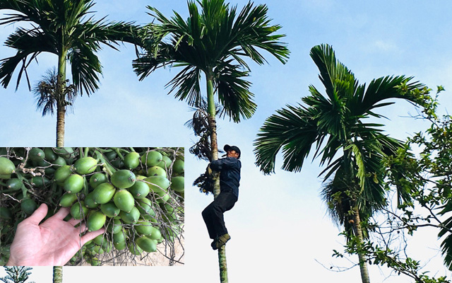 Giá cau tươi tăng khó tin, cao nhất trong hàng chục năm qua, người trồng thu tiền tỷ
