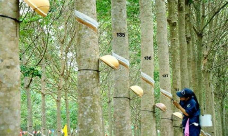 Cao su Phước Hòa (PHR) lãi riêng lẻ quý IV đạt 209 tỷ đồng, giảm 50%