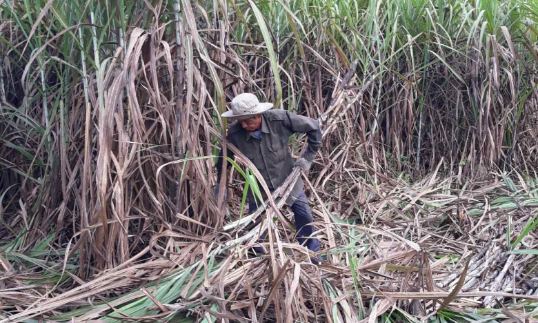 SBT của 'vua mía đường' Đặng Văn Thành báo lãi quý I niên độ 2022-2023 tăng 16%