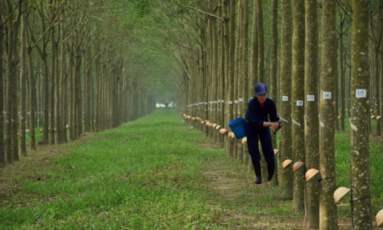 Cao su Tây Ninh (TRC): Chốt ngày tạm ứng cổ tức đợt 1 năm 2022 bằng tiền 10%