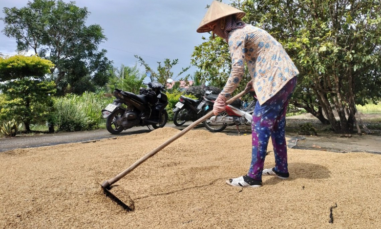 Phó Chủ tịch UBND tỉnh Cà Mau ký công văn hỏa tốc liên quan đến hàng nghìn tấn lúa ST24, ST25 tồn đọng