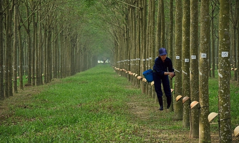 Cao su Đồng Phú (DPR): Chốt ngày chia cổ tức còn lại năm 2021 bằng tiền 20%