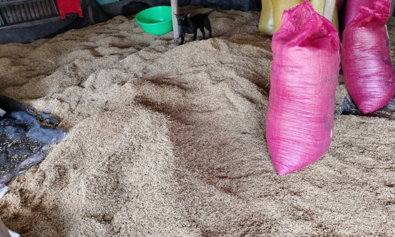 Vụ hàng nghìn tấn lúa ST24, ST25 tồn đọng: Thông tin mới nhất từ doanh nghiệp thu mua