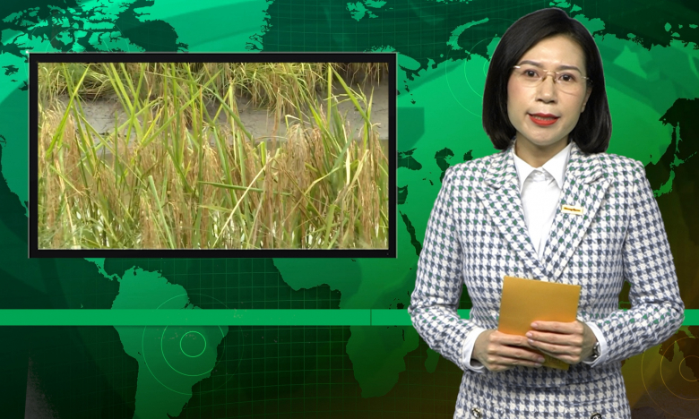Bản tin Dân Việt Nóng ngày 2/12: Doanh nghiệp thu mua thông tin về hàng nghìn tấn lúa ST24, ST25 tồn đọng 