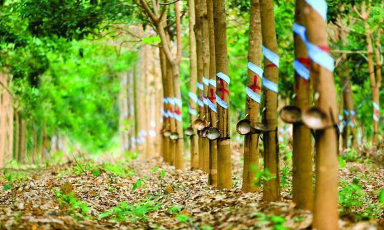 Tập đoàn Công nghiệp Cao su Việt Nam (GVR): Lãnh đạo mua vào gần 2 tháng mới công bố
