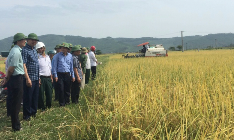 Thanh Hóa: Một vụ trồng lúa ST24, một vụ nuôi cá, nông dân thu lợi nhuận 30 triệu đồng/ha/vụ