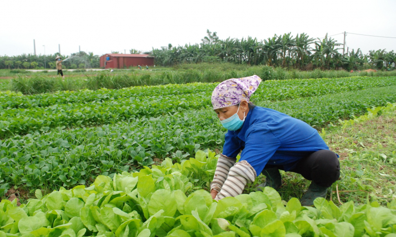 Rau VietGAP thay đổi hoàn toàn cuộc sống của nông dân Phú Xuyên