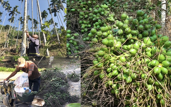 Quảng Ngãi: “Thủ phủ cau” đang hiện thực mục tiêu trở thành vùng nguyên liệu xuất khẩu 2000 ha 