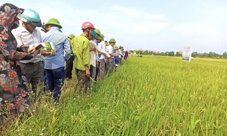 Giống lúa mới HC4, HĐ9, SV181 trồng theo tiêu chuẩn VietGAP có gì mà nông dân Quảng Bình phấn khởi như thế?