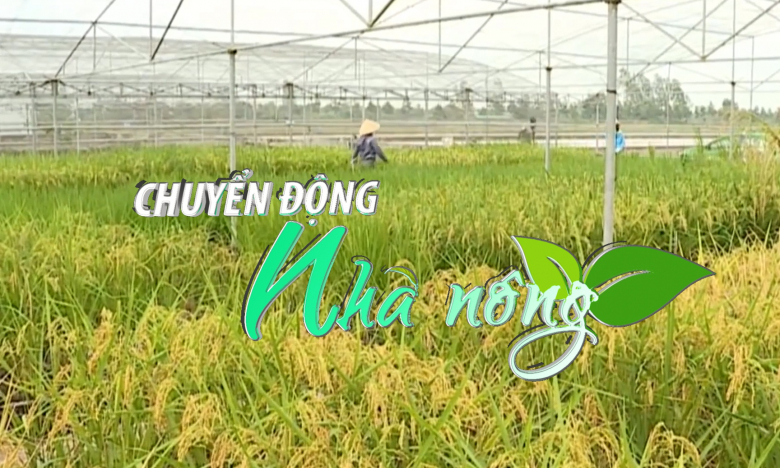 Chuyển động Nhà nông 15/2: Xuất khẩu gạo đặc sản ST24, ST25 tăng 4 lần sau 3 năm