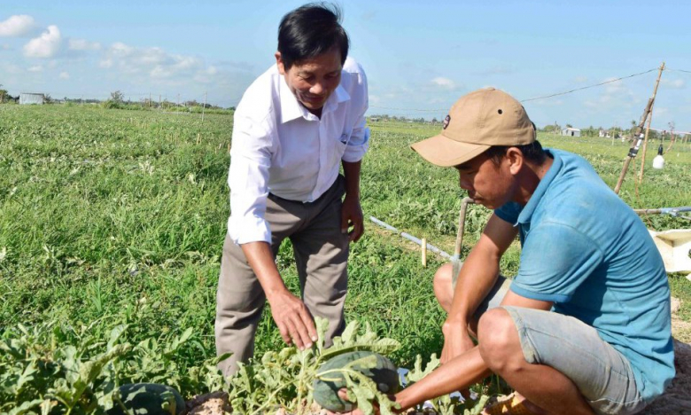 Một loại quả ngọt, một loại củ bùi tăng giá tốt nhất trong vụ đông-xuân khiến nông dân Trà Vinh có thêm tiền