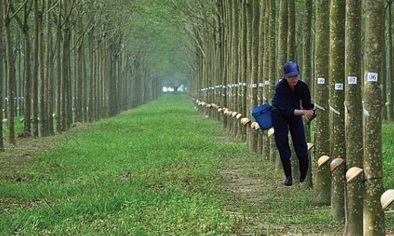 Lãnh đạo Cao su Phước Hòa (PHR) đặt mục tiêu lãi sau thuế năm 2023 giảm một nửa về 488 tỷ đồng