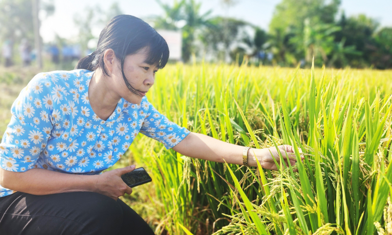 Việt Nam trồng lúa giảm phát thải CO2e đầu tiên trên thế giới: WB đồng hành với đề án 1 triệu ha lúa (Bài 4)