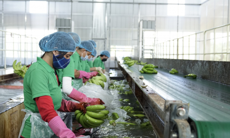 Đại hội đồng cổ đông thường niên 2023 HNG: Thực hiện sản xuất nông nghiệp quy mô lớn, dự kiến thu 1.282 tỷ đồng