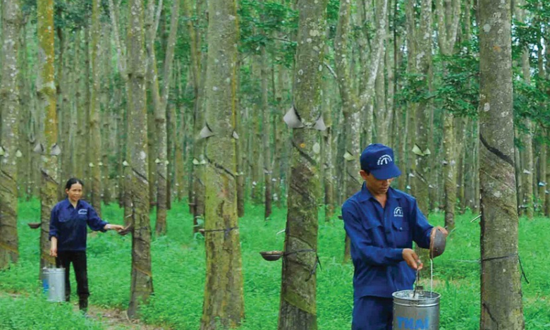 Mủ cao su mất giá, Cao su Tây Ninh (TRC) lên kế hoạch lợi nhuận giảm 10%