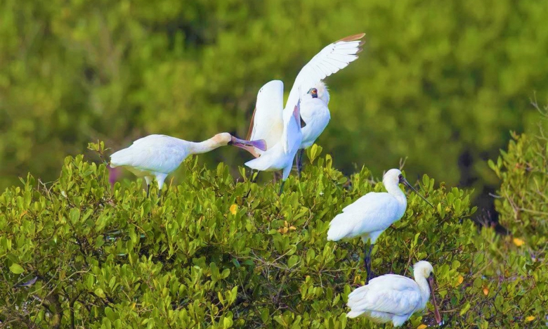 Xem chim cò, cây cối hoang dã ở Vườn quốc gia Xuân Thủy -Ramsar đầu tiên của Đông Nam Á