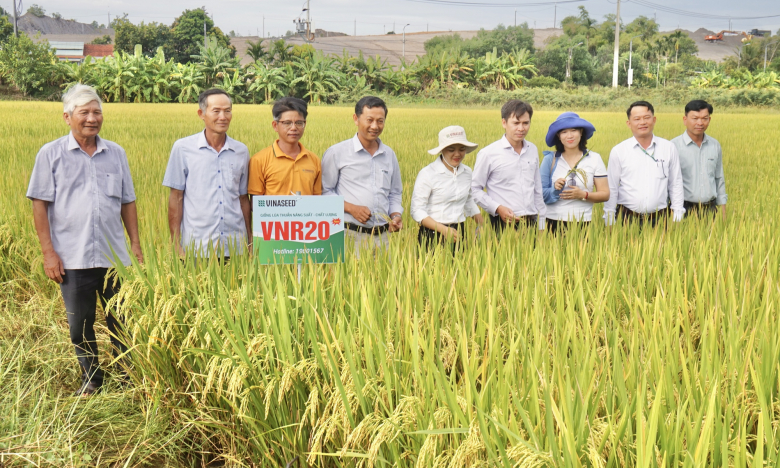 Giống lúa VNR20 của Vinaseed có gì đặc biệt mà nông dân Đà Nẵng mê tít?
