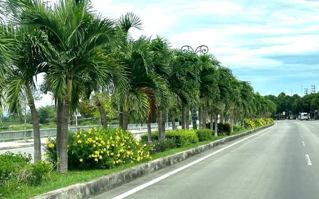 Trước “lệnh” hạn chế trồng, cau vua đã hiện diện trên tuyến đường đẹp nhất nhì tỉnh Quảng Ngãi