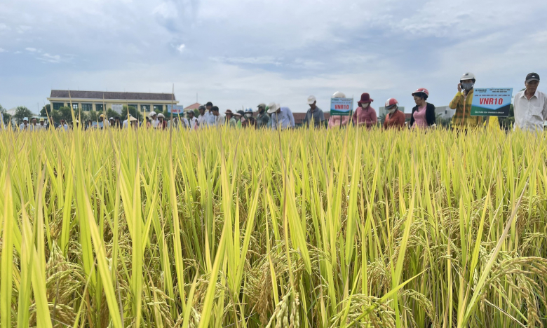 Trồng giống lúa mới của Vinaseed trên đất phèn, nông dân Quảng Nam bất ngờ bội thu