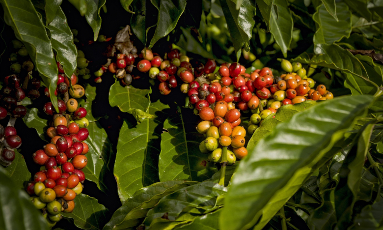 Giá cà phê ngày 10/1: Cà phê Robusta kỳ hạn đà tăng mạnh, trong nước giá cà phê đồng loạt tăng