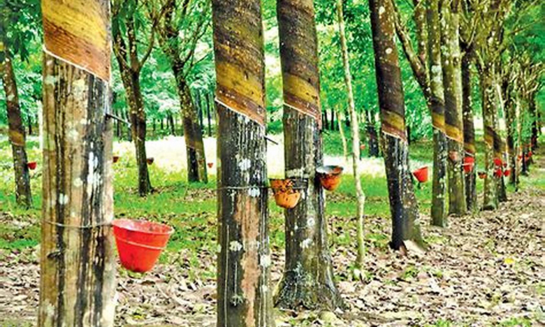 Cao su Tây Ninh (TRC) báo lãi hơn 70 tỷ đồng, đạt 93% kế hoạch năm