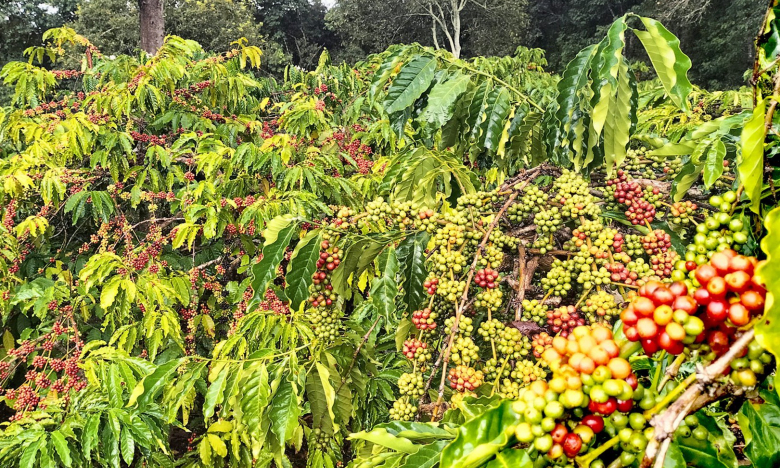 Giá cà phê ngày 18/1: Nhu cầu mạnh mẽ mà nguồn cung cà phê Robusta vẫn khan hiếm
