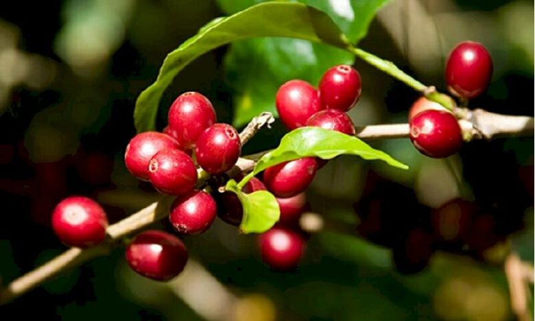 Giá cà phê ngày 25/1: Cà phê Robusta lại tăng vọt sau thông tin quan trọng của chỉ số dự báo thị trường