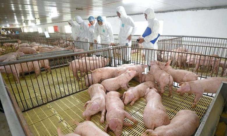 Dabaco báo lãi quý III cao nhất 5 quý nhờ giá lợn hơi tăng mạnh