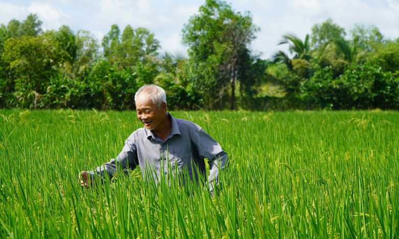 Ít người biết, TP.HCM cũng trồng được lúa ST25