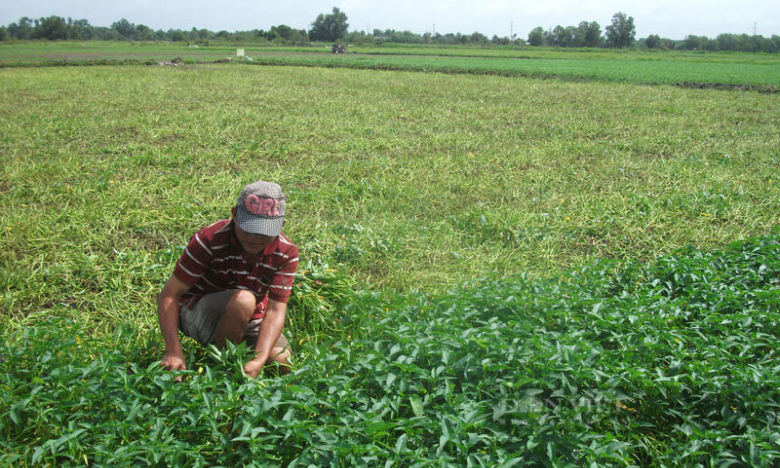 Mỗi ha thu tiền tỷ, vùng trồng rau muống nước VietGAP giúp địa phương về đích nông thôn mới 