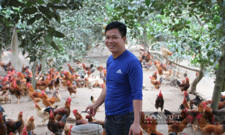 Thái Nguyên: 22 cơ sở chăn nuôi trên địa bàn huyện Phú Bình được cấp chứng nhận VietGAP